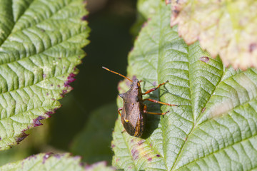 Shield bug