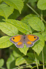 Gatekeeper Butterfly (Pyronia tithonus)