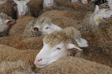 Mouton en gros plan