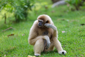 Fototapeta premium White hand gibbon