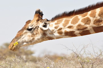 Giraffe