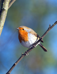 Robin
