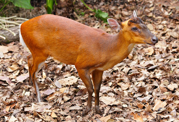 indian muntjac