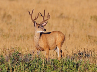 Naklejka na ściany i meble Mule Deer Buck z dużymi Antlers pó¼nym latem - AB, Kanada