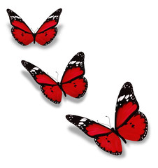 Three red butterflies isolated on white