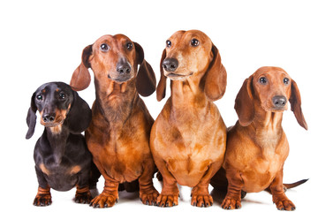 four Dachshund Dogs sitting on isolated white