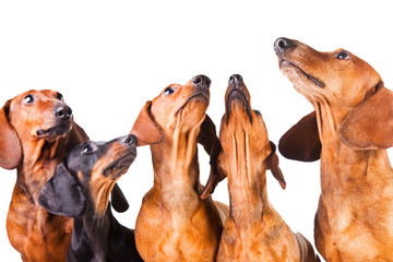 five muzzles of Dachshund Dogs sitting on isolated white - 38898673