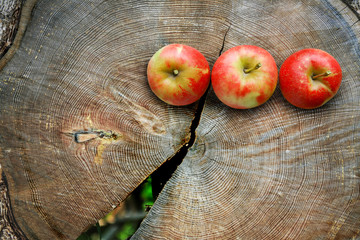 Apples on  tree trunk cut