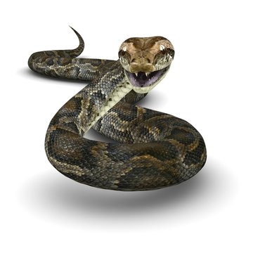 Python