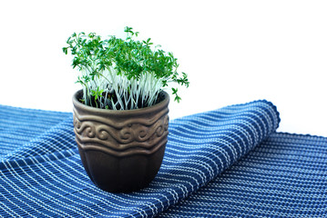 Pot with cress