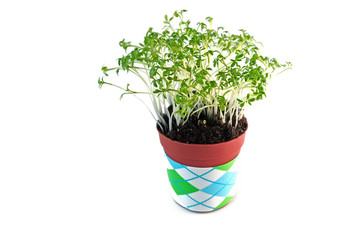Cress salad in the pot