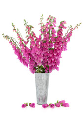 Foxglove Flowers © marilyn barbone