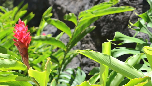 A Tropical Red Ginger Flower Moving In The Breeze