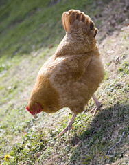 Downhill hen
