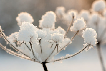 Plant with ice crystals