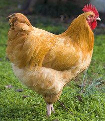 Orange rooster