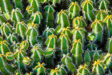 Close-up cactus