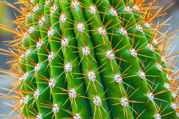 Fototapeta premium Close-up cactus