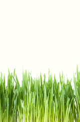 Fototapeta premium Fresh green grass covered with dew drops, isolated over white