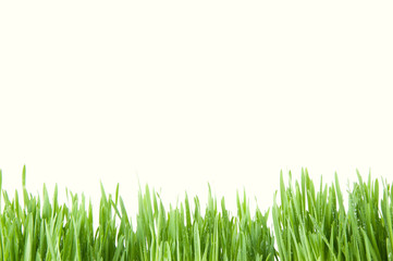 Obraz premium Blade of fresh green grass, white background, copyspace