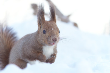 雪に埋もれるエゾリス