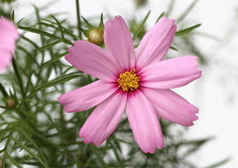 コスモスの花と葉