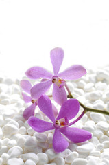 beautiful pink orchid laying on white pebble