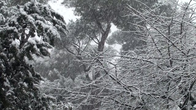 Neve