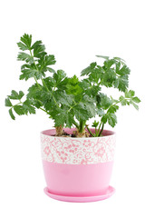 parsley in the pot