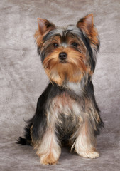 Puppy of the Yorkshire Terrier