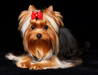 Beautiful Yorkshire Terrier