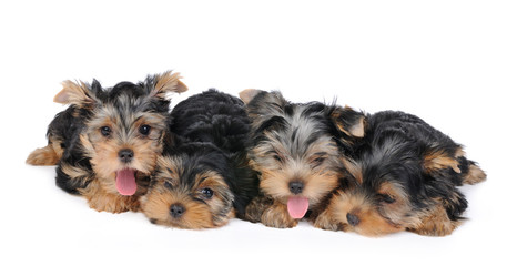 Four puppies