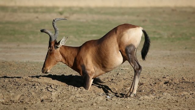 Red hartebeest playing in the sand, Kalahari, South Africa