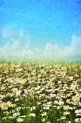 Fototapeta premium Spring, summer background