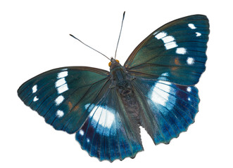 Butterfly (Apatura schrencki) 34