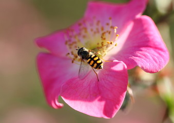 クンバヤ薔薇の花虻
