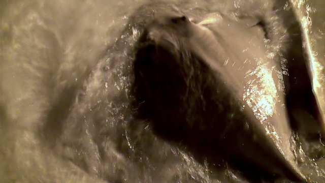 a flock of stingrays in the shallows