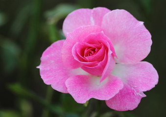 薔薇のストロベリーダイキリ