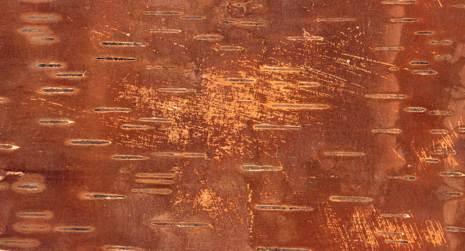Birch bark