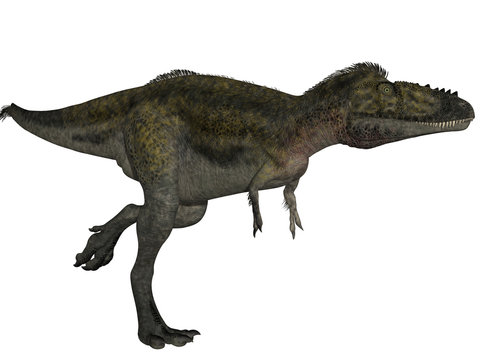 Alioramus - 3D Dinosauier