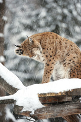 Beautiful wild lynx in winter