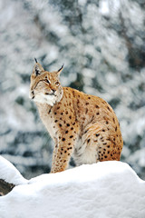 Fototapeta premium Lynx in winter