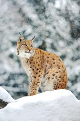 Naklejka premium Beautiful wild lynx in winter