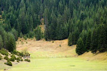Fototapeta na wymiar Pine forest in Rhodope mountains