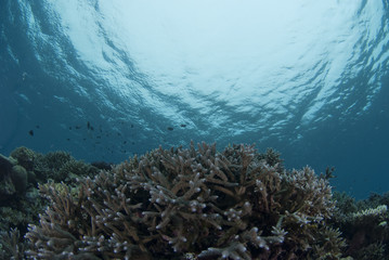 海底で成長するサンゴ