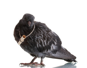 One grey messenger-pigeon isolated on white