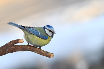 Blue tit portrait on branch
