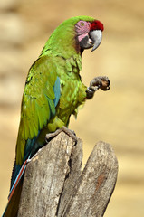 Closeup of military macaw (Ara militaris)