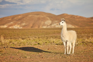 Llama © Vladimir Melnik