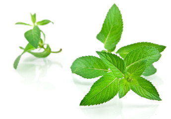 Fresh-picked mint leaves